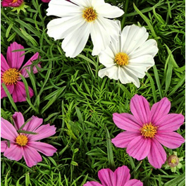 Schmuckkoerbchen, Cosmos bipinnatus, Blüte: gemischt, einfach
