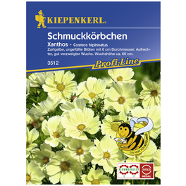 Schmuckkörbchen, Cosmos bipinnatus, Samen, Blüte: gelb