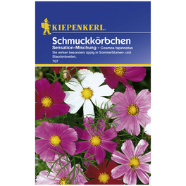 Schmuckkörchen, Cosmos bipinnatus, Samen, Blüte: mehrfarbig