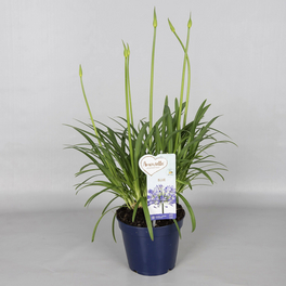 Schmucklilie, Agapanthus Hybriden, Blüte: Blau
