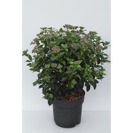 Schneeball, Viburnum tinus »Eve Price«, Blätter: dunkelgrün, Blüten: weiß/rosa