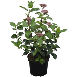 Schneeball, Viburnum tinus »Eve Price«, Blätter: dunkelgrün, Blüten: weiß/rosa