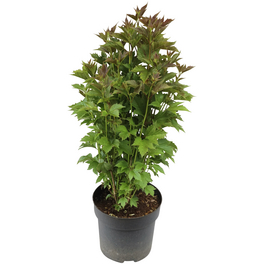 Schneeball, Viburnum trilobum »Bailey Compact«, Blätter: grün, Blüten: weiß