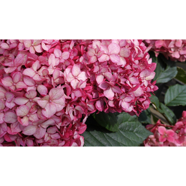 Schneeballhortensie 'Ruby Annabelle'®, arborescens, Topf: 23 cm, Blüten: rot