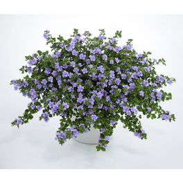 Schneeflocke, Bacopa diffusus , Blüte: weiß, einfach