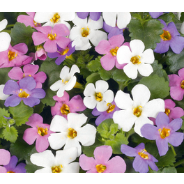 Schneeflockenblume, Bacopa diffusus, Blüte: mehrfarbig