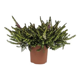 Schneeheide, Erica carnea, max. Wuchshöhe: 15 cm, Blüte: bunt