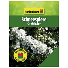 Schneespiere, Spiraea cinerea »Grefsheim«, Blätter: grün, Blüten: weiß