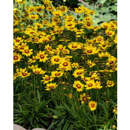Schnitt- & Prachtstaude »Coreopsis grandiflora Sunfire«, gelb, winterhart