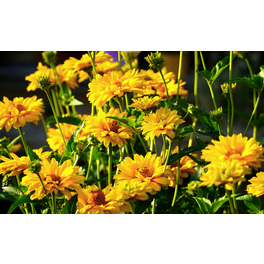 Schnitt- & Prachtstaude »Coreposis grandiflora Golden Sphere«, gelb, winterhart