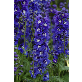 Schnitt- & Prachtstaude »Delphinium Guardian«, blau, winterhart