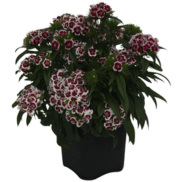 Schnitt- & Prachtstaude »Dianthus barbatus«, rot, winterhart