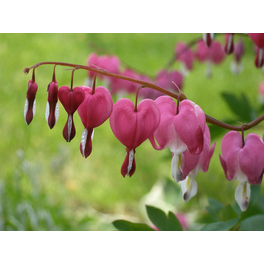 Schnitt- & Prachtstaude »Dicentra spectabilis«, rosa, winterhart Schnitt- & Prachtstaude »Dicentra spectabilis«, rosa, winterhart