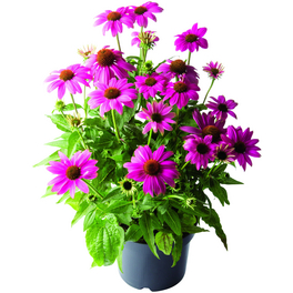 Schnitt- & Prachtstaude »Echinacea purpurea«, rosa, winterhart
