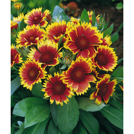 Schnitt- & Prachtstaude »Gaillardia aristata Arizona Sun«, gelb, winterhart