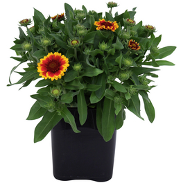 Schnitt- & Prachtstaude »Gaillardia Burgunder«, rot, winterhart