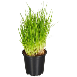 Schnittlauch, Allium schoenoprasum, aktuelle Pflanzenhöhe ca.: 20 cm, im Topf