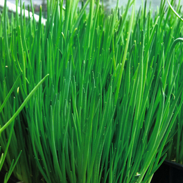 Schnittlauch, Allium schoenoprasum »Staro«, aktuelle Pflanzenhöhe ca.: 15 cm, im Topf Schnittlauch, Allium schoenoprasum »Staro«, aktuelle Pflanzenhöhe ca.: 15 cm, im Topf