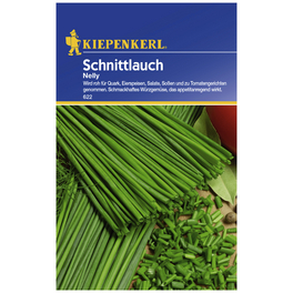 Schnittlauch schoenoprasum Allium »Nelly«