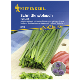 Schnittlauch tuberosum Allium »Fat Leaf«