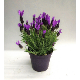 Schopflavendel, Lavendula Lavendula stoechas