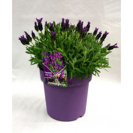 Schopflavendel, Lavendula Lavendula stoechas
