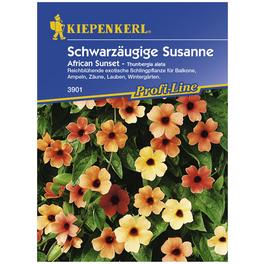 Schwarzäugige Susanne, Thunbergia alata, Samen, Blüte: mehrfarbig
