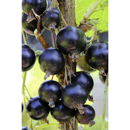Schwarze Johannisbeere, Ribes nigrum »Andega«, Frucht: schwarz, zum Verzehr geeignet