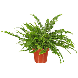 Schwertfarn Nephrolepis exaltata 'Green Lady' 25 cm Schwertfarn Nephrolepis exaltata 'Green Lady' 25 cm