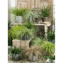 Segge, Carex morrowii, Pflanzenhöhe: 55-65 cm, weiß/bunt