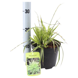 Segge, Carex morrowii »Vanilla Ice«, Pflanzenhöhe: 35-45 cm, gelb