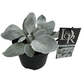 Senecio »Senecio candicans«
