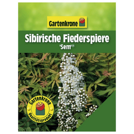 Sibirische Fiederspiere, Sorbaria sorbifolia »Sem«, Blätter: grün, Blüten: weiß