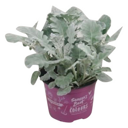 Silberblatt, Senecio cineraria, Blüte: