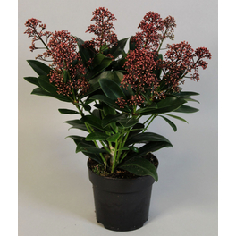 Skimmie, Skimmia japonica »Fragrant Cloud«, Blätter: grün, Blüten: weiß