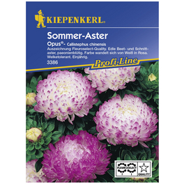 Sommeraster, Callistephus chinensis, Samen, Blüte: pink/weiß