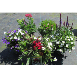 Sommerpflanzen, Mix »Sun Poly«, max. Wuchshöhe: 25 cm