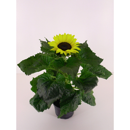 Sonnenblume, Helianthus annuus, Blüte: gelb, großblütig