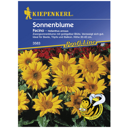 Sonnenblume, Helianthus annuus, Samen, Blüte: gelb