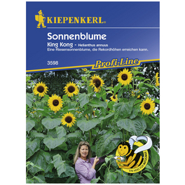 Sonnenblume, Helianthus annuus, Samen, Blüte: gelb