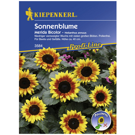 Sonnenblume, Helianthus annuus, Samen, Blüte: mehrfarbig