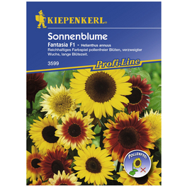 Sonnenblume, Helianthus annuus, Samen, Blüte: mehrfarbig