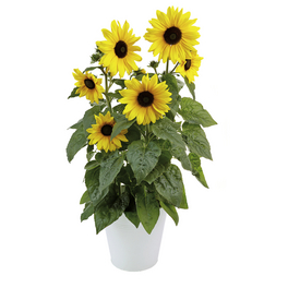 Sonnenblume, Helianthus annuus »Sunfinity«, Blüte: gelb, großblütig Sonnenblume, Helianthus annuus »Sunfinity«, Blüte: gelb, großblütig