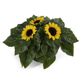 Sonnenblume, Helianthus annuus »Sunsation«, Blüte: gelb