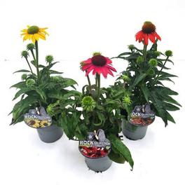 Sonnenhut »Echinacea purpurea«, bunt, winterhart