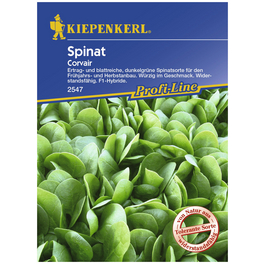 Spinat oleracea Spinacia »Corvair«