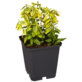 Spindelstrauch, Euonymus fortunei »Emerald Gold«, weiß, winterhart