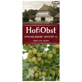 Stachelbeere, Ribes uva-crispa »Invicta«, Frucht: grün, zum Verzehr geeignet