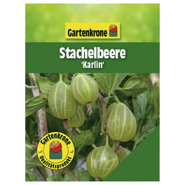 Stachelbeere, Ribes uva-crispa »Karlin«, Frucht: grün, zum Verzehr geeignet