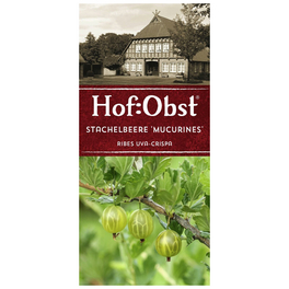 Stachelbeere, Ribes uva-crispa »Mucurines«, Frucht: grün, zum Verzehr geeignet